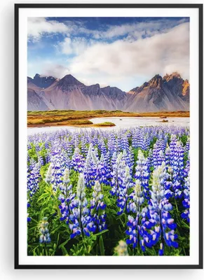 Produktbild von Gerahmtes Poster - Schwarzer Rahmen - Berge Wiese Blumen - 70x100 cm - Wand Bild - Wanddeko - Wandbilder - Kunstposter - Wandposter - Bilderrahmen - Bilder - Kunstdruck - Wandbild - P2BPA70x100-4114