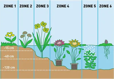 Produktbild von Wasserpflanzen Set blühend FloraSelf für den Teichrand (6 Stück) Ø 9 cm Topf