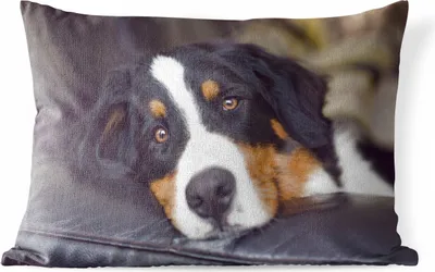 Produktbild von MuchoWow® Outdoor Kissen - Ein Berner Sennenhund liegt auf dem Sofa - 60x40 cm - Wetterfest - Lounge Kissen - Zierkissen - Kissen für Innenräume