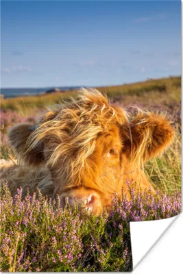 Produktbild von MuchoWow® Poster Schottische Hochlandrind - Heide - Gras - Tiere 20x30 cm - Papierdruck
