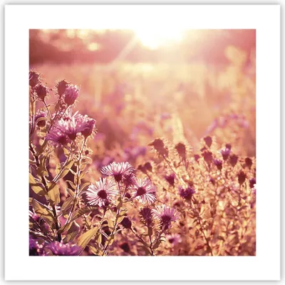 Produktbild von Poster - Poster ohne Rahmen - Wiese Blumen Sonne - 40x40 cm - Wand Bild - Wanddeko - Wandbilder - Kunstposter - Wandposter - Bilder - Kunstdruck - Wanddekoration - Wandbild - P2XAC40x40-4819