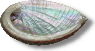 Produktbild von Abalone Muschel, authentisch und e Qualität, als Räucherschale geeignet