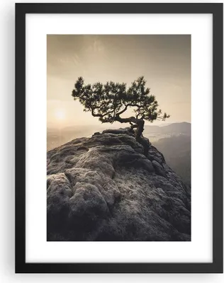 Produktbild von Gerahmtes Poster - Schwarzer Rahmen - Alt Kiefer Berge - 30x40 cm - Wand Bild - Wanddeko - Wandbilder - Kunstposter - Wandposter - Bilderrahmen - Bilder - Kunstdruck - Wandbild - P2BPA30x40-4334