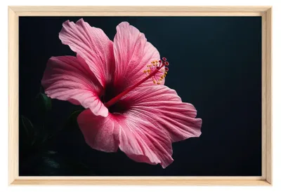 Image de Tableau mural encadré fleur hibiscus rose 40x60 cm, Tableau mural moderne pour décoration intérieure