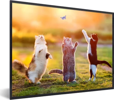 Produktbild von MuchoWow® Gerahmtes Poster Katzen - Schmetterling - Sonnenuntergang - Gras - Natur 80x60 cm - Poster mit Schwarzem Bilderrahmen Wandposter Rahmen Foto Bilder - Schwarzem - Mit Gestell