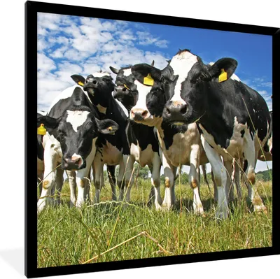 Produktbild von MuchoWow® Gerahmtes Poster Kühe - Gras - Wiese - Tiere 40x40 cm - Poster mit Schwarzem Bilderrahmen Wandposter Rahmen Foto Bilder - Mit Rahmen - Wanddekoration Schlafzimmer