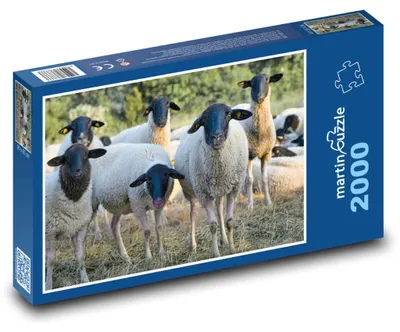 Zdjęcie produktu dla Puzzle 2000 Stado owiec na łące - martinpuzzle