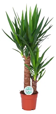 Image de Yucca - 70-80cm - Ø17cm - Plante d'intérieur - Vert persistant