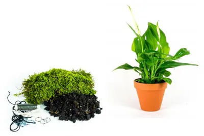 Produktbild von Gardners Kokedama "Selbst gestalten" – Spathiphyllum (L)