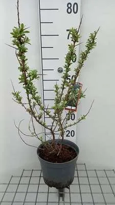 Image de Hippophae rham. 'Pollmix' - Argousier conteneur 50- 60 cm