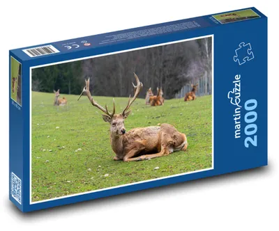 Obrázok produktu pre Puzzle 2000 Jeleň na lúke - martinpuzzle