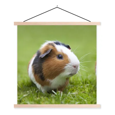 Produktbild von MuchoWow® Textilposter Zwei Meerschweinchen 40x40 cm mit holzfarbenen Rahmen - Posterleiste