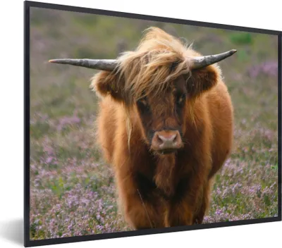 Produktbild von MuchoWow® Gerahmtes Poster Schottische Hochlandbewohner - Heidelandschaft - Tiere 80x60 cm - Poster mit Schwarzem Bilderrahmen Wandposter Rahmen Foto Bilder - Schwarzem - Mit Gestell
