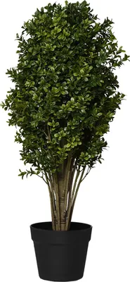 Immagine prodotto di Pianta artificiale BUXA in plastica, verde, 30x70 cm