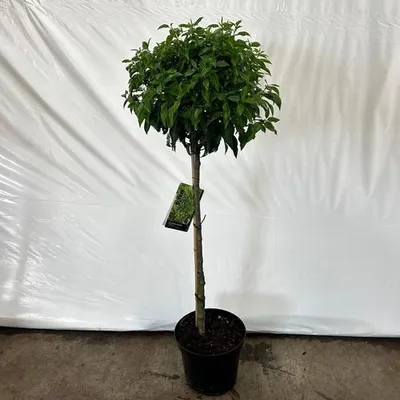 Produktbild von Prunus lus. 'Angustifolia'   - Portugiesische Lorbeerkirsche | 90 cm im Topf