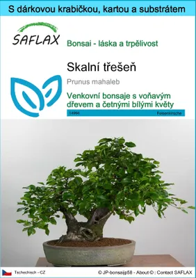 Obrázek produktu pro SAFLAX Dárková sada - skalní třešeň - Prunus mahaleb - 30 Semena - S dárkovou krabičkou, přepravním štítkem, dárkovou kartou a pěstebním médiem