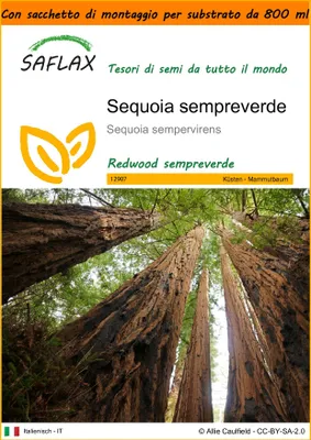 Immagine prodotto di SAFLAX Garden in the bag - Sequoia sempreverde - 50 semi - Sequoia