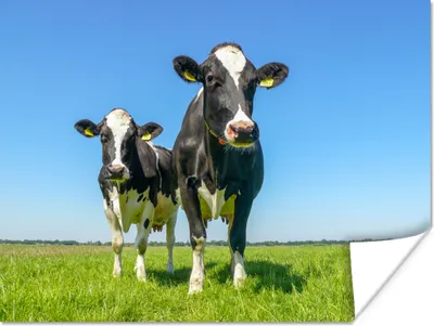 Produktbild von MuchoWow® Poster Kühe - Weide - Tiere - Bauernhof 160x120 cm - Foto Plakat