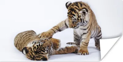 Produktbild von MuchoWow® Poster Tiger - Jungtier - Weiß 40x20 cm - Poster für die Wand - Poster Schlafzimmer