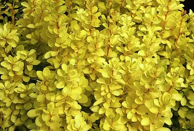 Obrázok produktu pre Berberis thunb. 'Maria'® - Berberis Thunbergii Maria 25- 30 cm Kontajner