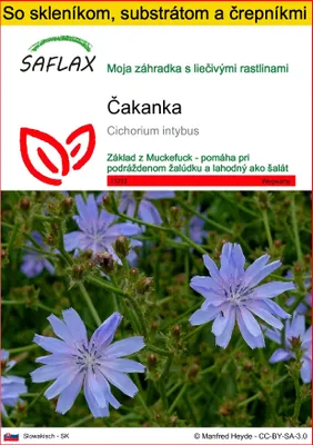 Obrázok produktu pre SAFLAX Kultivačný set - čakanka - Cichorium intybus - 250 Semená - S mini skleníkom, pestovateľským substrátom a 2 črepníkmi
