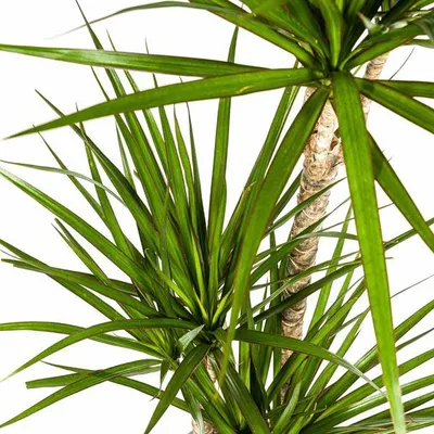 Zdjęcie produktu dla Dracaena Marginata Green – smocze drzewo – roślina doniczkowa Ø21 cm ↕110–130 cm – ciemnozielone liście – łatwa w pielęgnacji