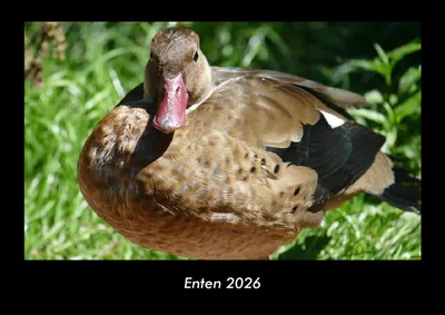 Produktbild von Enten 2026 Fotokalender - Querformat DIN A3, Monatskalender mit Bild-Motiven von Haustieren, Bauernhof, wilden Tieren und Raubtieren