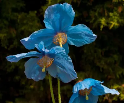 Produktbild von Scheinmohn, Blauer „Lingholm“ - 20 Samen