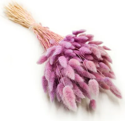 Produktbild von Getrocknete Hasenschwanzgras - (Lagurus) - Heidekraut