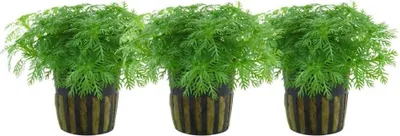 Produktbild von Aquarium Pflanze 3 Stück Hottonia palustris Wasserpflanze Tropica Nr.027 Set