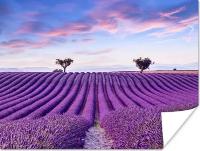 Produktbild von MuchoWow® Poster Lavendel - Natur - Lila - Bäume - Blumen 120x90 cm - Wandbild