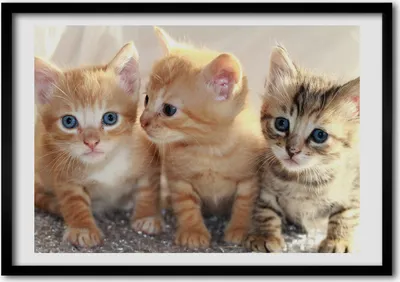 Produktbild von Bild - Bilder - Bilderrahmen - 70 cm x 50 cm - MDF-Rahmen, Wandkunst kleine Katzen