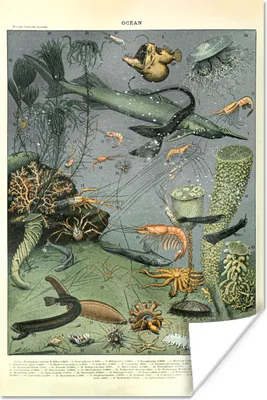 Produktbild von MuchoWow® Poster Meerestiere - Korallen - Natur 60x90 cm - Wanddekoration