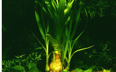 Produktbild von Aquarium Pflanze Crinum thaianum von Tropica Nr.093