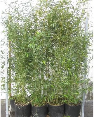 Produktbild von Phyllostachys bissetii C2 Topf 2L cm Ø 80-100 cm- Bisset Bambus - Grüner Bambus