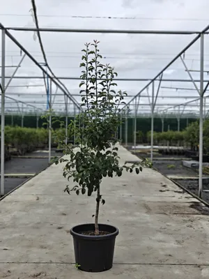 Productafbeelding van Pyrus communis 'Clapp's Favourite' – een andere appelboom op BA29, ongeveer 2 meter hoog, in een pot van 45 liter