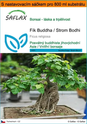 Obrázek produktu pro SAFLAX Garden in the bag - Fík Buddha / Strom Bodhi - Ficus religiosa - 100 Semena - S pěstebním substrátem v praktickém samovztyčovacím sáčku