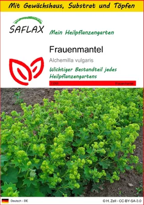 Produktbild von SAFLAX Anzucht Set - Frauenmantel - Alchemilla vulgaris - 100 Samen - Mit Mini-Gewächshaus, Anzuchtsubstrat und 2 Töpfen