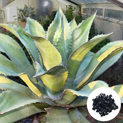 Obrázek produktu pro Exotická semena - balení 10 ks - Robustní - Agave Salmiana Ferox - Agáve divoká (ferox)