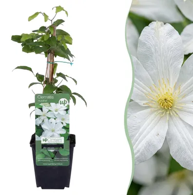 Zdjęcie produktu dla Clematis Jackmanii Huldine – powojnik – biały – roślina pnąca - 25-35cm - Ø9cm - Roślina ogrodowa