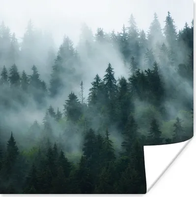 Produktbild von MuchoWow® Poster Nebel - Bäume - Wald 75x75 cm - Wand Dekoration