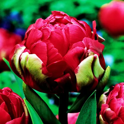 Produktbild von Tulpen Blumenzwiebeln Zwiebeln Blumen Eistulpe Gefüllte Tulpe Renown Unique 5 St.