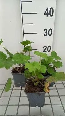 Image de 6 x Heuchera villosa var. Macrorrhiza - Campanule pourpre - Pot 9 x 9 cm