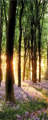 Produktbild von Wallario Poster - Blaue Hasenglöckchen im Wald mit Sonnenstrahlen, Kunstdruck Größe: 50 x 125 cm