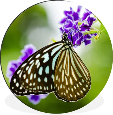 Produktbild von MuchoWow® Aluminium Wandkreis Lavendel - Schmetterling - Botanisch Ø 90 cm Wanddeko Modern Wohnzimmer - Mauerkreis - Wandbilder - Runde Bild - Bild aus Aluminium - Schlafzimmer - Wohnzimmerdekoration - Wand Dekoration
