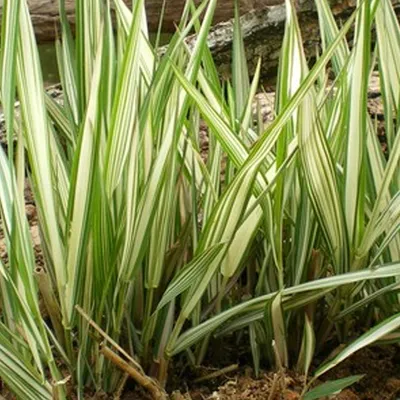 Obrázok produktu pre 6 x trstina lesklá  - Phalaris arundinacea 'Feesey'  | Kvetináč 9 cm x 9 cm