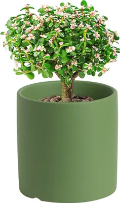 Produktbild von Keramischer Kleiner Gärtner Für Zimmerpflanzen, Einfarbige Pflanzentöpfe Mit Drainageloch(Fruchtgrün, 8cm)