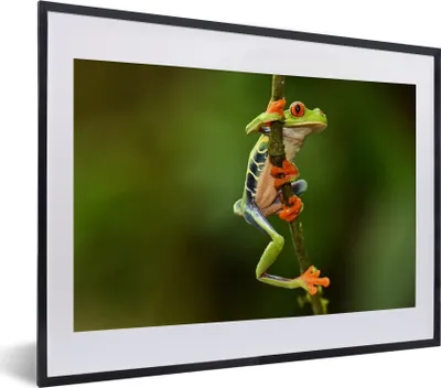Produktbild von MuchoWow® MuchoWow® Gerahmtes Poster Rotaugenlaubfrosch im Dschungel 40x30 cm - Poster mit zchwarzem Bilderrahmen - Bilderrahmen - Poster im Rahmen