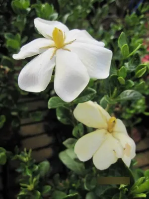 Produktbild von Gardenia jasminoides Kleims Hardy - Gardenie Kleims Hardy 25-30