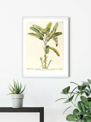 Poster Regenwald-Setzling 50x70 cm, Kunstdruck, Wanddeko